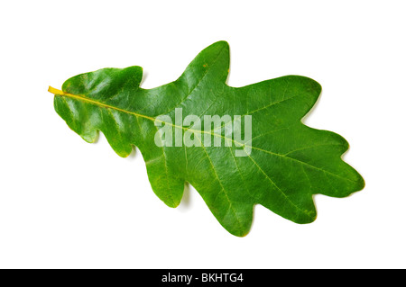 Verde foglia di quercia su sfondo bianco. Immagine isolata Foto Stock