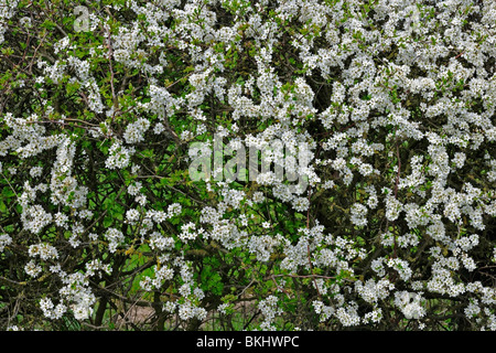 Araldo della primavera: ammassato sbocciare in un Prugnolo hedge Foto Stock