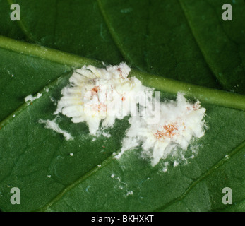 Insetti in scala di cuscino di cotonia (Icerya sp.) su una foglia di caffè, Kenya Foto Stock