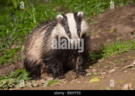 Badger; Meles meles; nel bosco; Cornovaglia; tempo di notte Foto Stock