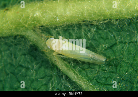 Leafhopper (Edwardsiana flavescens) su di una superficie di foglia Foto Stock