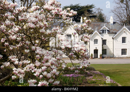 Magnolia camminare a Sir Harold Hillier giardini (Hillier Arborteum), Ampfield vicino a Winchester, Hampshire a fine aprile 2010. Foto Stock