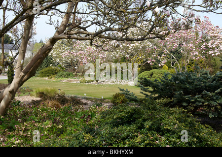 Magnolia camminare a Sir Harold Hillier giardini (Hillier Arborteum), Ampfield vicino a Winchester, Hampshire a fine aprile 2010. Foto Stock