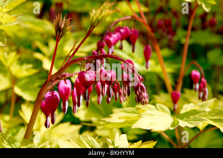 'Dicentra spectabilis' 'cuore d'Oro" a Sir Harold Hillier giardini vicino a Romsey. Hampshire, Inghilterra Foto Stock