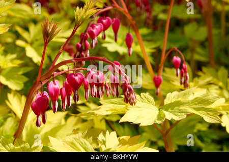 'Dicentra spectabilis' 'cuore d'Oro" a Sir Harold Hillier giardini vicino a Romsey. Hampshire, Inghilterra Foto Stock