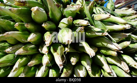 Appena raccolto organic sulla pannocchia di mais in esposizione al mercato degli agricoltori. Foto Stock