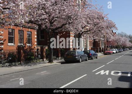 Splendida primavera visualizzazione dei fiori di ciliegio in alberata Dovehouse Street a Chelsea, Londra. Foto Stock
