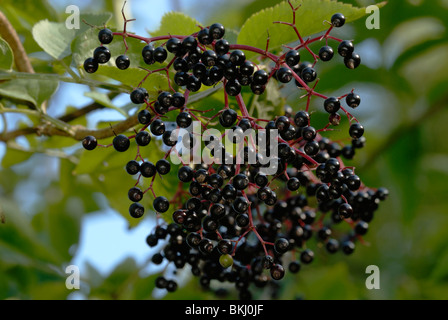 Bacche di Elder Tree, Sambucus nigra, Galles, Regno Unito . Foto Stock