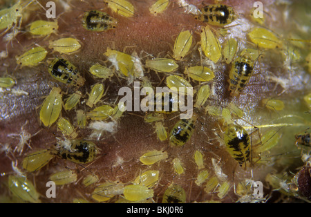 Apide di arum chiazzato (Aulacortum ciriflexum) infestazione su un germoglio di fiori di cactus orchidea Foto Stock