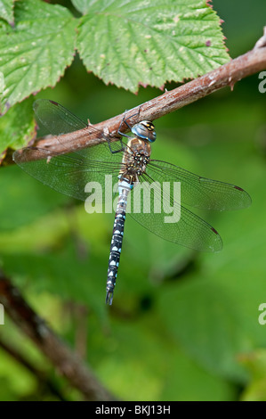 Common Hawker Dragonfly: Aeshna juncea). Maschio Foto Stock