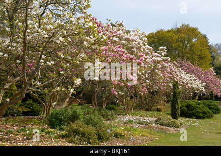 Magnolia camminare a Sir Harold Hillier giardini (Hillier Arborteum), Ampfield vicino a Winchester, Hampshire a fine aprile 2010. Foto Stock