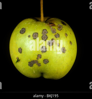 Sintomi di ticchiolatura (Venturia inaequalis) sul frutto di Apple Foto Stock