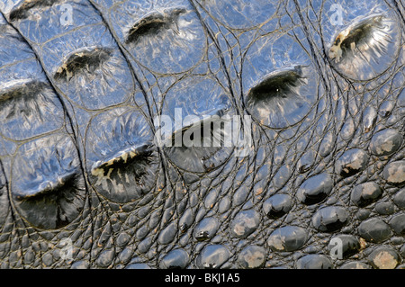 Il coccodrillo americano: Alligator mississippiensis. Florida, Stati Uniti d'America. Close up scutes sulla pelle. Foto Stock