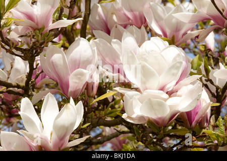 Magnolia camminare a Sir Harold Hillier giardini (Hillier Arborteum), Ampfield vicino a Winchester, Hampshire a fine aprile 2010. Foto Stock