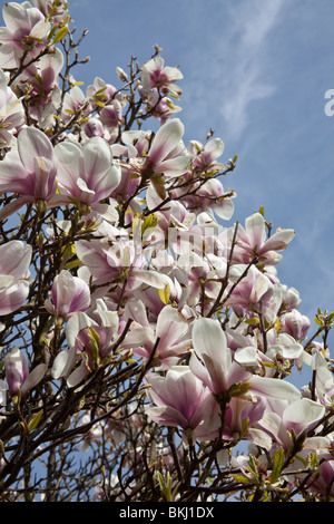 Albero di Magnolia fiori (soulangeana Rustica Rubra) Sheffield, in Inghilterra. Foto Stock