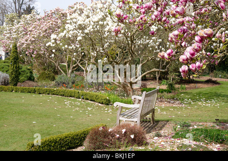 Magnolia camminare a Sir Harold Hillier giardini (Hillier Arborteum), Ampfield vicino a Winchester, Hampshire a fine aprile 2010. Foto Stock