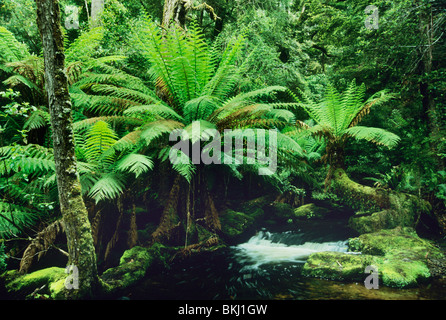 Australia e Tasmania, Mt. Campo parco nazionale, foresta pluviale, felci arboree, (Dicksonia Antartide). Foto Stock