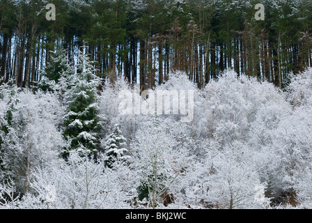 Woodland nella neve - Birch rigenerato naturalmente e Douglas Fir con pino corso maturo, Galles, Regno Unito Foto Stock