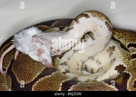 Una sfera o Royal python snake con un mouse bianco nella sua bocca appena circa per essere consumato Foto Stock