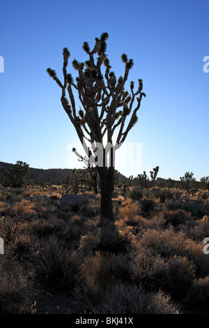 Joshua Tree si profila davanti Teutonia picco in Mojave National Preserve Foto Stock