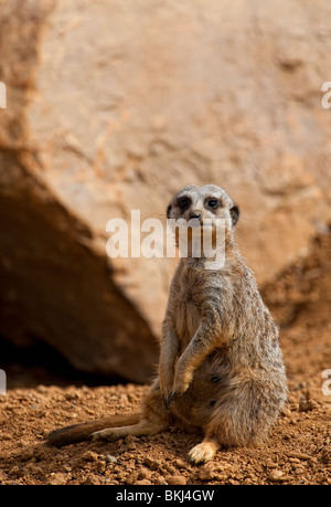 Meerkat o Suricate (Suricata suricatta) seduti e mantenendo watch Foto Stock