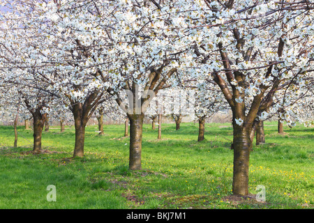 Fila di alberi di ciliegio in piena fioritura Cerausus avium Foto Stock