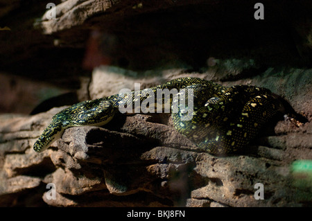 Diamond Python, Morrelia spilota spilota, Sydney Wildlife World, Sydney, Australia Foto Stock