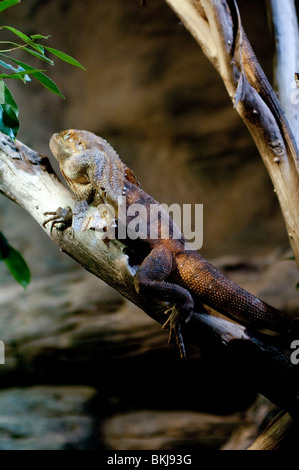 Frilled lizard, Chlamydosaurus kingii, Sydney Wildlife World, Sydney, Australia Foto Stock