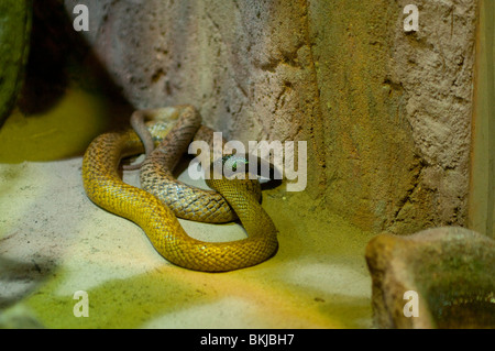 Inland taipan, Oxyuranus microlepidotus, Sydney Wildlife World, Sydney, Australia Foto Stock