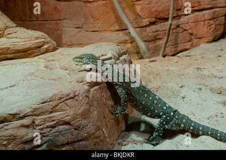 Perentie, la lucertola più grande in Australia, Varanus giganteus, Sydney Wildlife World, Sydney, Australia Foto Stock