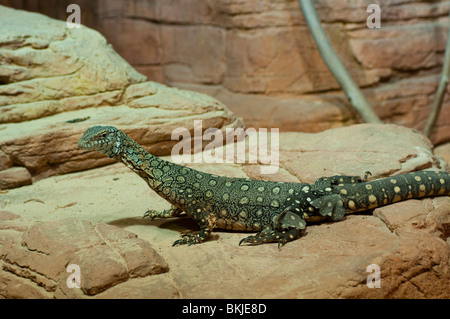 Perentie, la lucertola più grande in Australia, Varanus giganteus, Sydney Wildlife World, Sydney, Australia Foto Stock