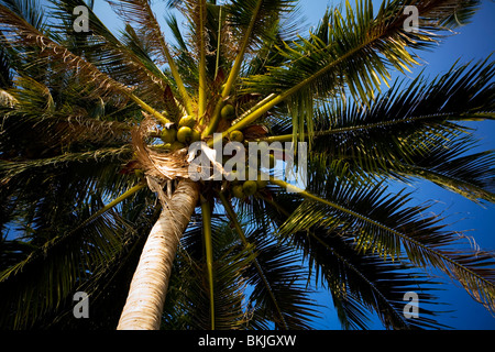 La parte inferiore di un albero di palma Foto Stock
