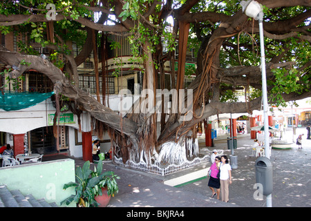 Grandi Banyan Tree nel centro di Acapulco.Messico, Foto Stock