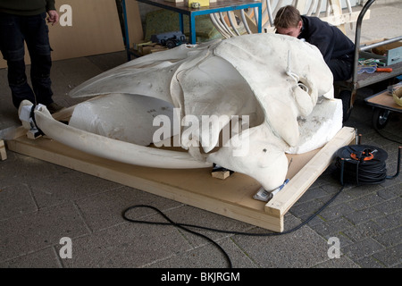 Artigiano modello di edificio di scheletro di balena, Ecomare, Texel, Paesi Bassi, Foto Stock