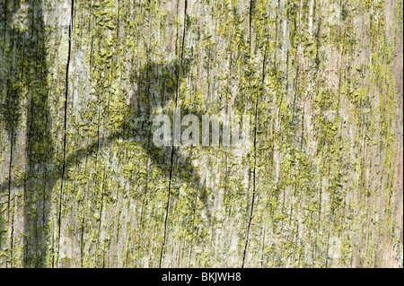 La luce del sole la colata di una foglia di pianta ombra su un vecchio posto di legno in un giardino Foto Stock