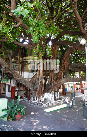 Grandi Banyan Tree nel centro di Acapulco.Messico, Foto Stock