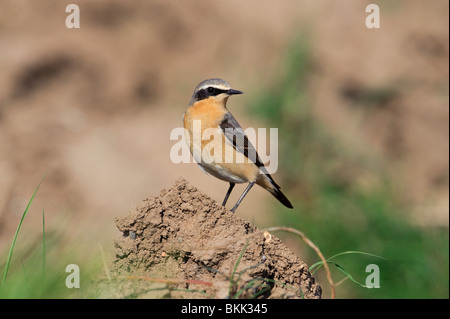 Culbianco (Oenanthe oenanthe) (molla) sul terreno dell'aratro. Francese: Traquet motteux tedesco: Steinschmätzer spagnolo: Collalba Gris Foto Stock