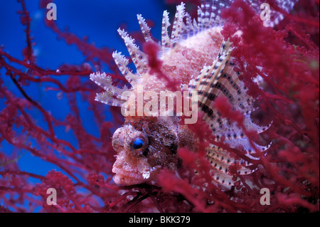 Chortfin turkeyfish (Dendrochirus brachypterus) in una mosca zoo acquario Foto Stock