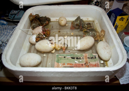 Gosling (baby oche) di schiusa in un incubatore, Hampshire, Inghilterra. Foto Stock