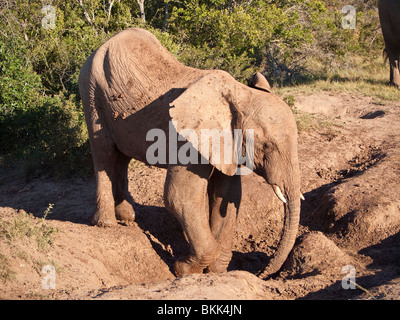 Giovane elefante avente il bagno di fango in Eastern Cape Game Reserve in Sud Africa Foto Stock