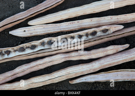 Moringa 'Moringa oleifera " seme secco pods. Foto Stock