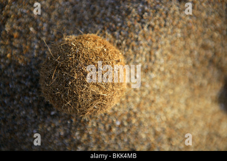 La Posidonia Oceanica alghe sfera marrone sulla spiaggia di sabbia Foto Stock