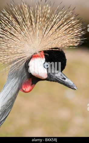 Crowned Crane closeup Foto Stock
