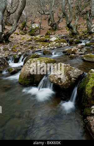 Foresta di faggio, chiamato 'faedo', nel villaggio di Ciñera de gordon (León , Spagna) Foto Stock