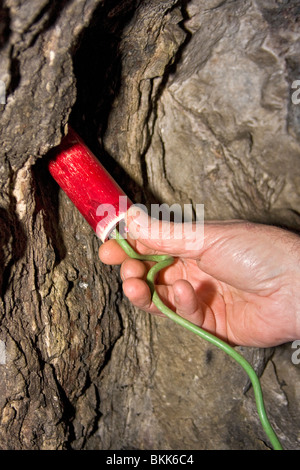 Il minatore spinge la dinamite nel foro per mostrare come Miniere è stato fatto durante il gold rush giorni. Questo è noto come singolo martinetto. Foto Stock