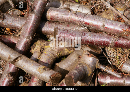 Ciliegio legno essiccato tronchi per legna da ardere la posa sul pavimento marrone Foto Stock