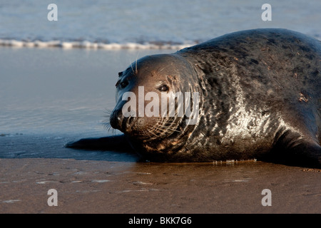 Close up ; grigio; Tenuta; Halichoerus grypus;Donna Nook Foto Stock