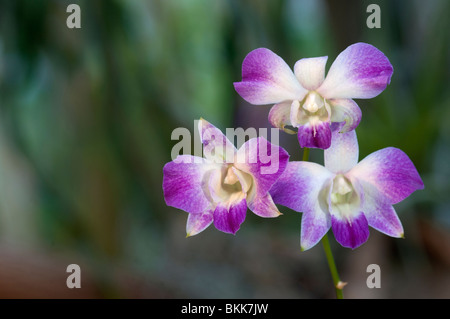 Orchidea (Dendrobium ibrido), fiori. Foto Stock