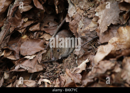 Bank vole mouse (Myodes glareolus) nel suo habitat naturale. Essi sono (abbastanza carino) vettori per i virus Hanta. Foto Stock