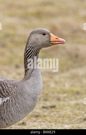 Wild Goose graylag fotografato in Islanda Foto Stock